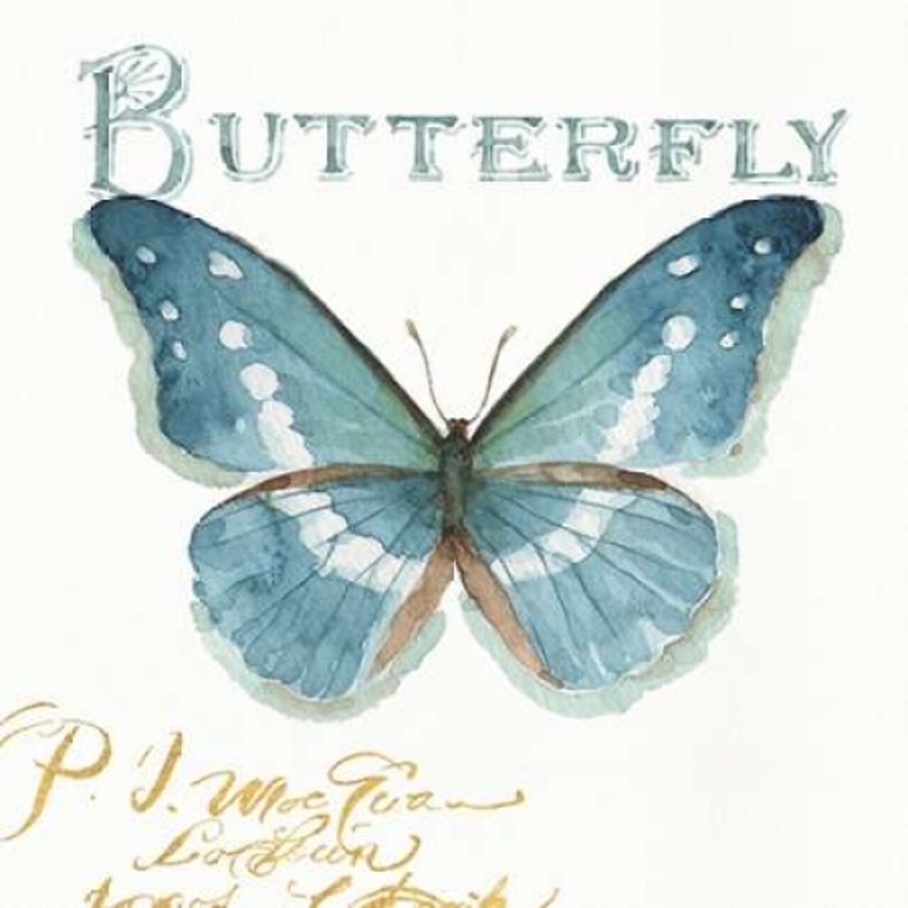 My Greenhouse Butterflies II Poster Print by Audit Lisa - Item # VARPDX20407